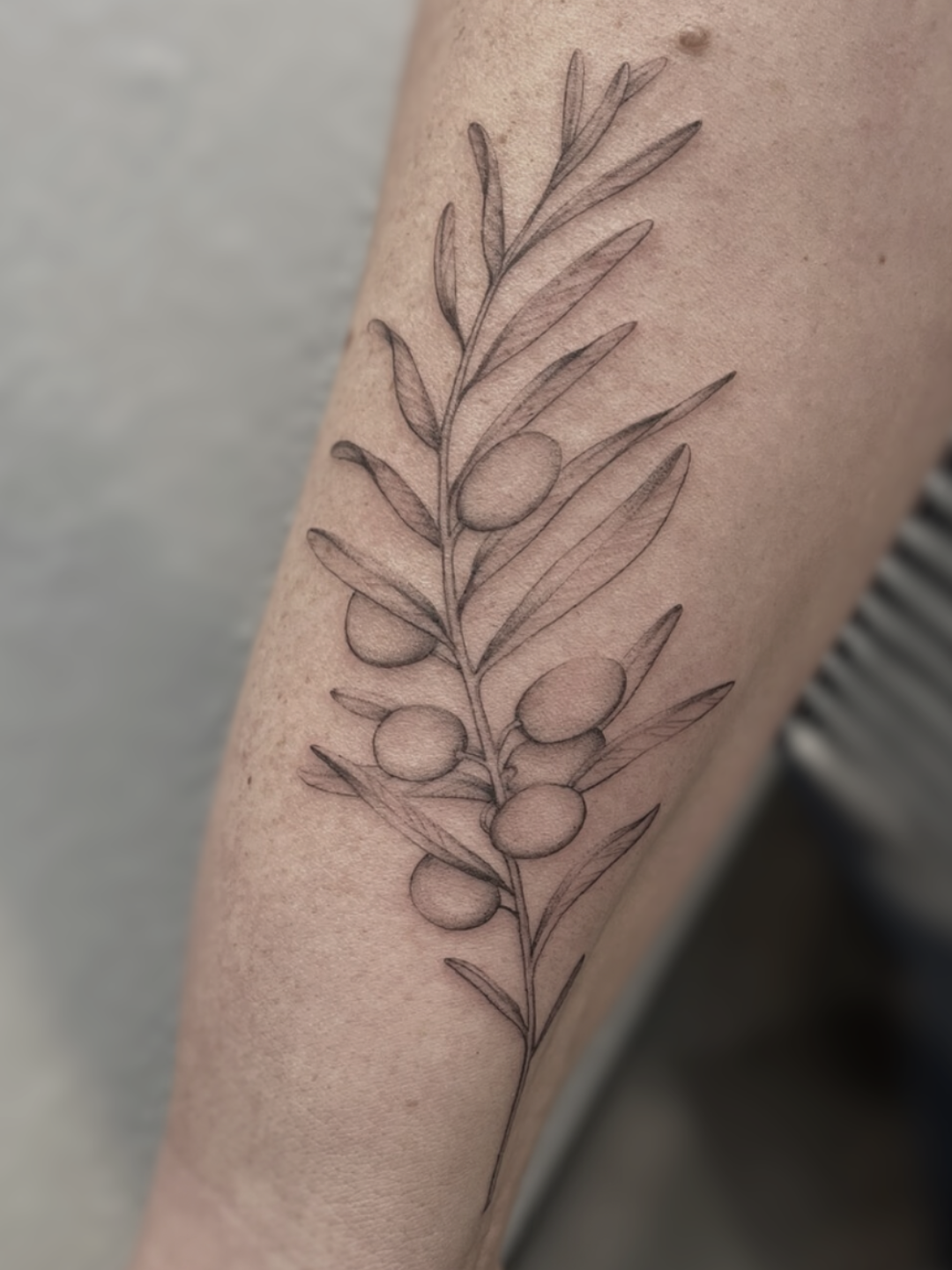 Fine Line Olivenzweig