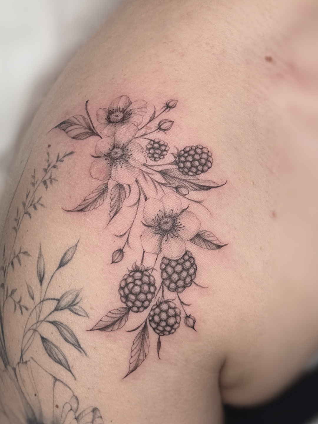 Fine Line Brombeeren